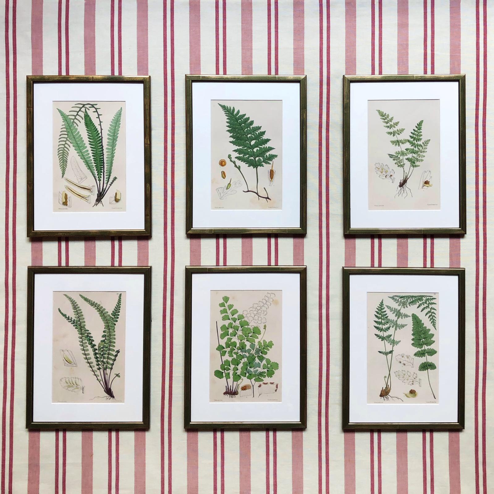 Set of 6 19th Century Mounted Fern Prints